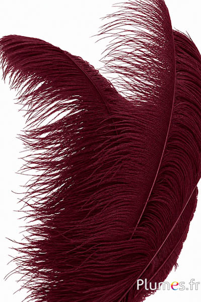 Strauss premium - 50-60 cm - bordeaux